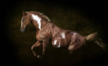 Картинка ©+ryan+courson+photography животные лошади конь темный фон