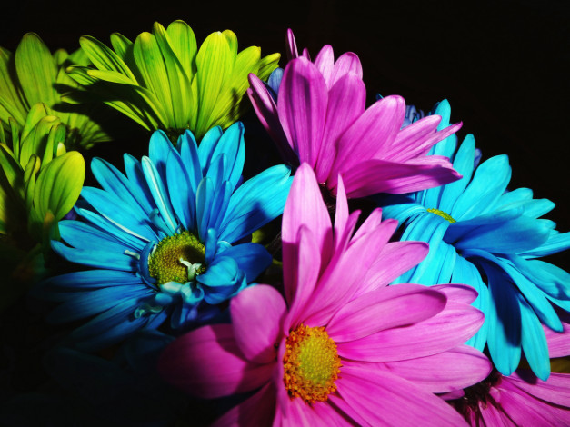 Обои картинки фото цветы, хризантемы, букет, краски