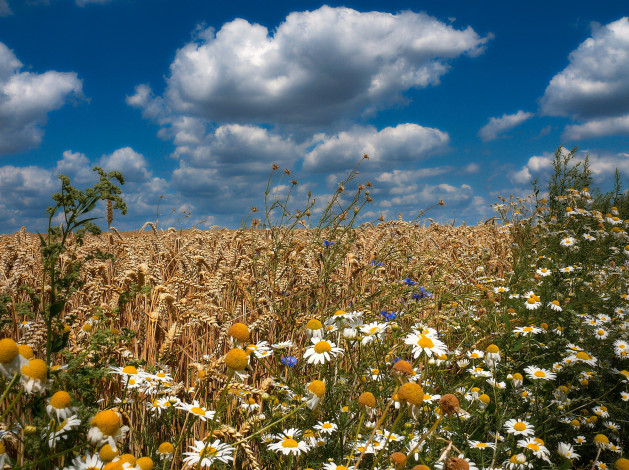 Обои картинки фото цветы, луговые , полевые,  цветы, ромашки, поле, пшеница, васильки, лето