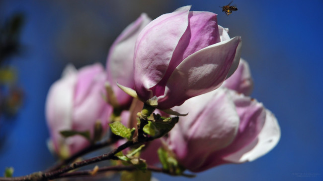 Обои картинки фото цветы, магнолии, бутон, пчела
