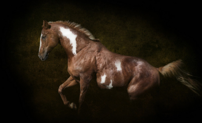 Обои картинки фото © ryan courson photography, животные, лошади, конь, темный, фон