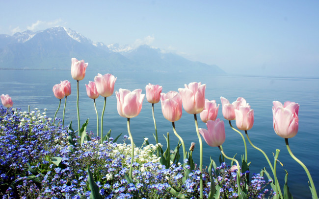 Обои картинки фото цветы, разные вместе, незабудки, тюльпаны