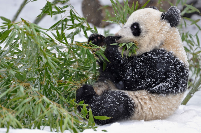 Обои картинки фото животные, панды, панда, бамбук, ветки, листья, зима, снег