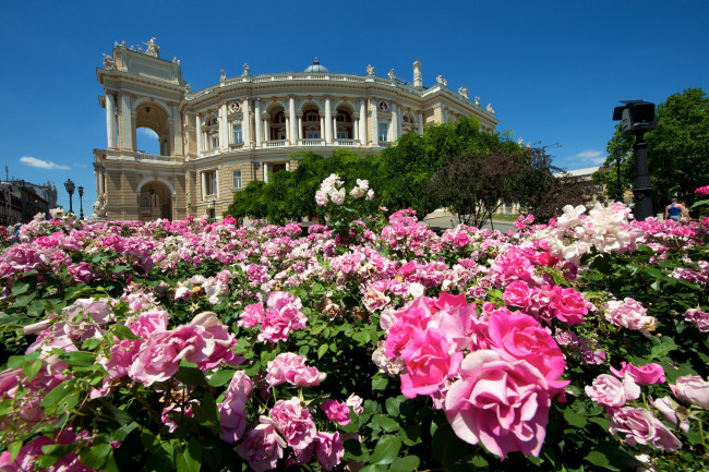 Обои картинки фото одесский национальный академический театр оперы и балета, города, - здания,  дома, одесса, украина, театр, цветы, розы, кусты