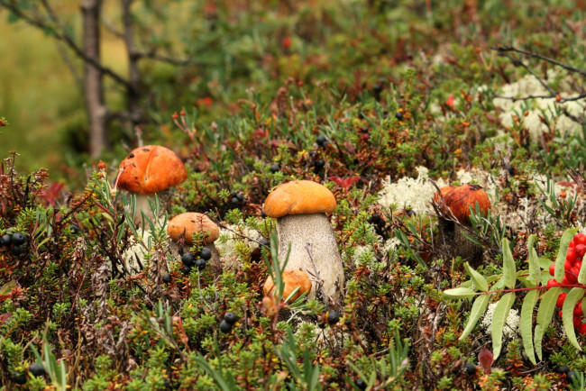 Обои картинки фото природа, грибы, мох, боровики