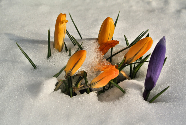 Обои картинки фото цветы, крокусы, снег