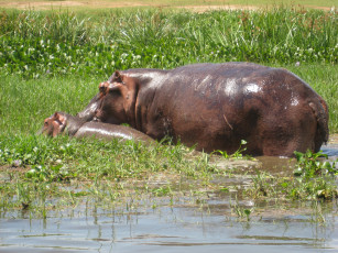 Картинка бегемотиха+с+малышом животные бегемоты бегемот болото вода