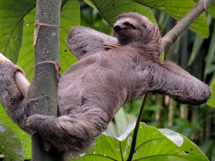 Картинка ленивец животные ленивцы дерево спит