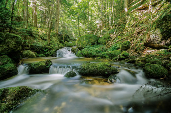 Картинка природа реки озера пороги речка лес