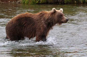 Картинка животные медведи рыбалка косолапый