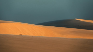 Картинка животные ослы пейзаж природа ослик пустыня