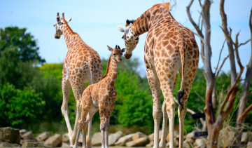 обоя животные, жирафы, семейство