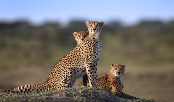 Картинка животные гепарды семейство