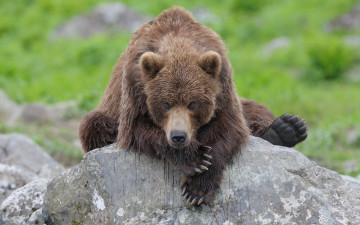 Картинка животные медведи медведь мокрый камень