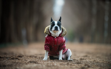 Картинка животные собаки boston terrier друг взгляд собака