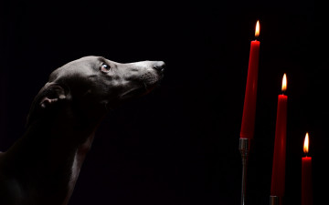 Картинка животные собаки свечи взгляд собака