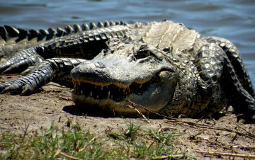 Картинка животные крокодилы crokodil