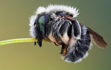 Картинка животные пчелы +осы +шмели пчела