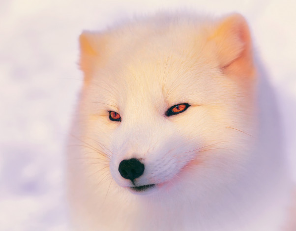 Обои картинки фото животные, песцы, зима, свет, песец, полярная, лисица