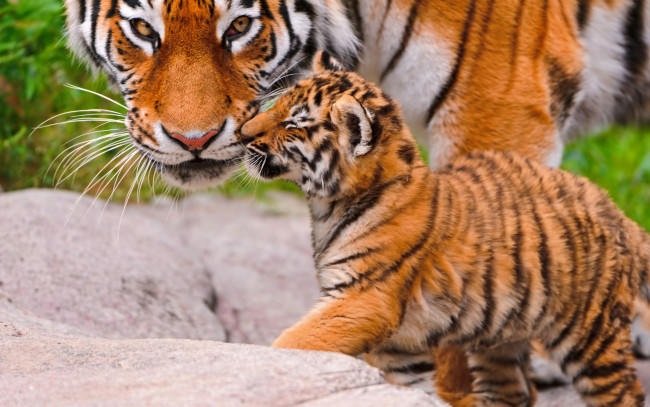 Обои картинки фото животные, тигры, взгляд, тигрица, большая, кошка, тигренок, tiger