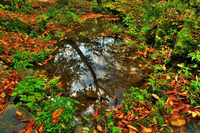 Обои картинки фото природа, вода, листва, трава, лужа