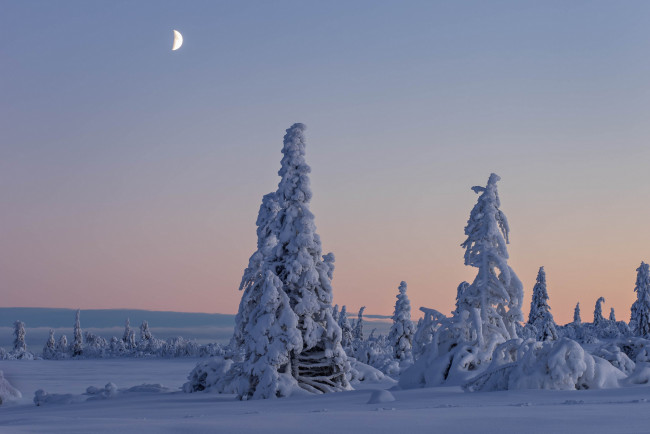 Обои картинки фото природа, зима, деревья, снег, швеция, вестерботтен, лапландия
