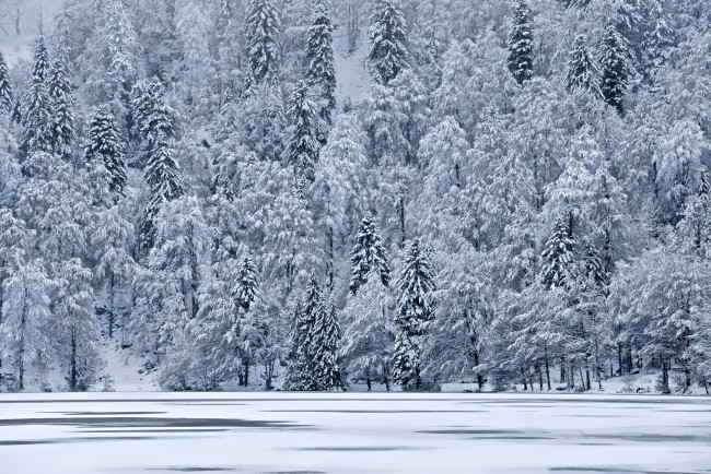Обои картинки фото природа, зима, снег, лед, озеро, склон, деревья, елки, гора