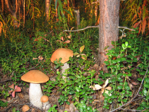 Картинка подосиновики природа грибы лес