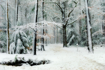 Картинка природа лес дорожка зима иней деревья dingemans