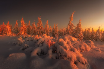 Картинка природа зима холод восход сугробы снег ели tomasz rojek