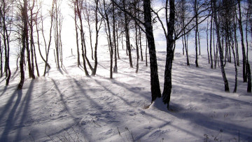 Картинка природа зима лес березы снег