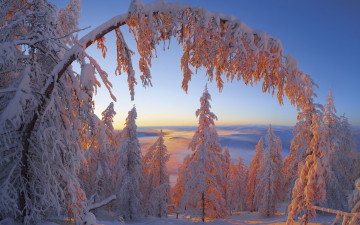 Картинка природа зима владимир рябков снега мороз деревья ели пейзаж Якутия