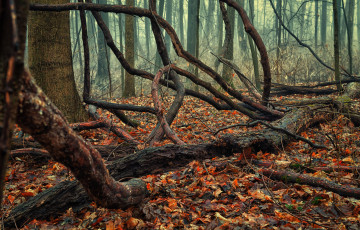Картинка природа лес осень листва коряги