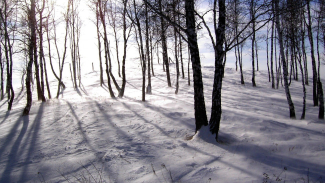 Обои картинки фото природа, зима, лес, березы, снег