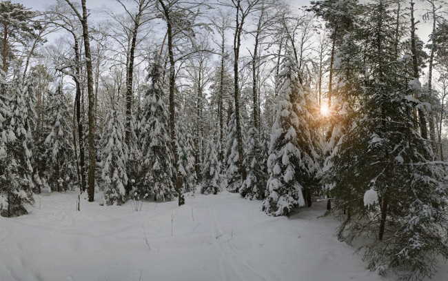 Обои картинки фото природа, лес, снег, московская, область, зима