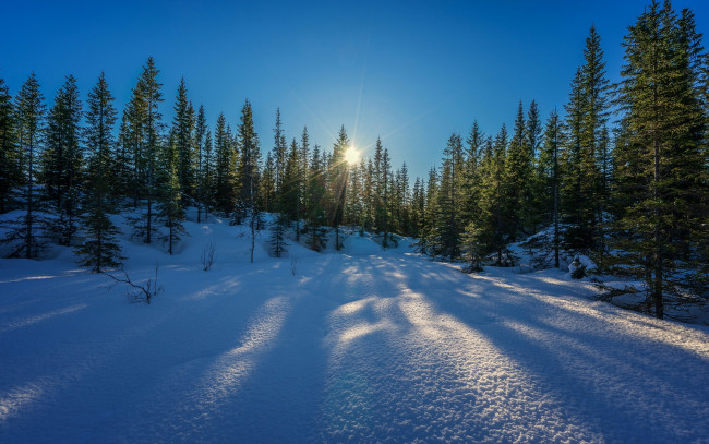 Обои картинки фото природа, зима, лучи, небо, снег, солнце, лес, деревья