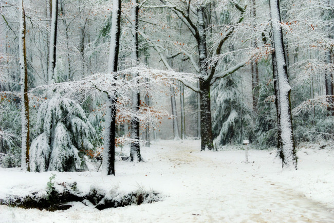 Обои картинки фото природа, лес, дорожка, зима, иней, деревья, dingemans