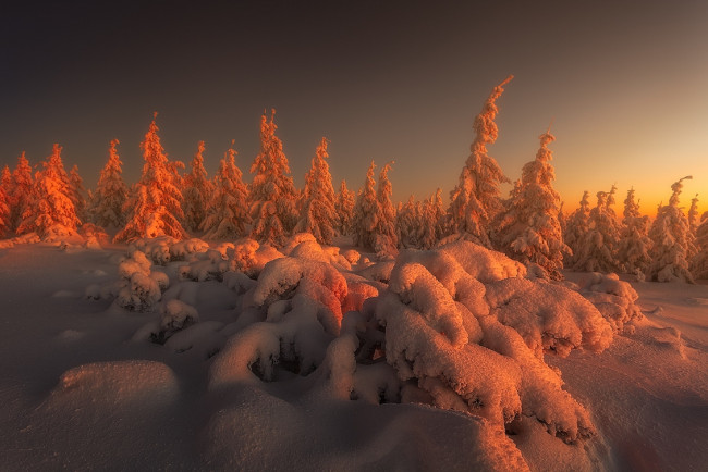 Обои картинки фото природа, зима, холод, восход, сугробы, снег, ели, tomasz, rojek