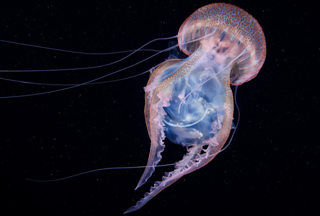 Обои картинки фото животные, медузы, медуза, подводный, мир, организм, море, океан, вода, гидроидные, сцифоидные
