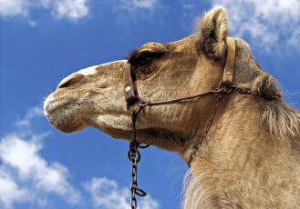 Картинка животные верблюды верблюд голова небо уздечка