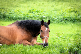 Картинка животные лошади лошадь лужайка