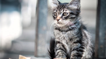 Картинка животные коты кот серый полосатый