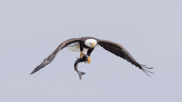 Картинка животные птицы+-+хищники белоголовый орлан дикая природа небо рыба добыча author mathew schwartz