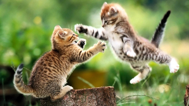 Обои картинки фото животные, коты, котята, игра, прыжок, пень