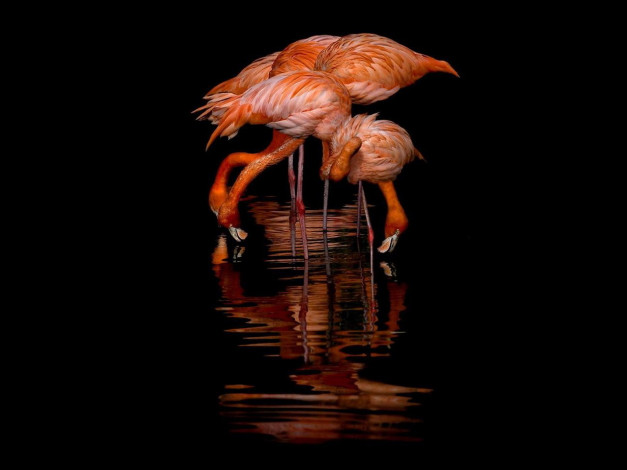 Обои картинки фото животные, фламинго