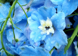 Картинка цветы дельфиниум капли яркий голубой