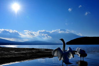 Картинка животные лебеди озеро