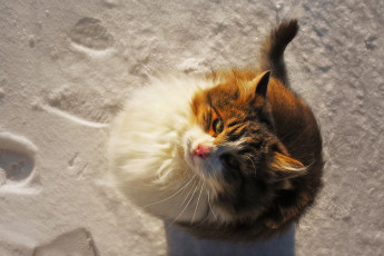 Картинка животные коты кот кошка снег