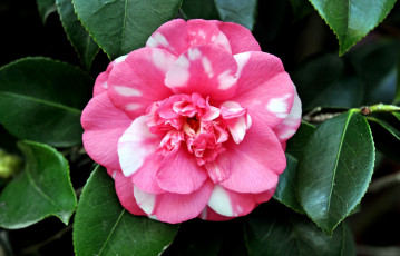 Картинка цветы камелии пестрый белый розовый