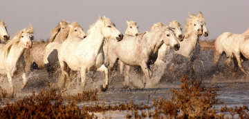 Картинка животные лошади белые брызги вода много табун